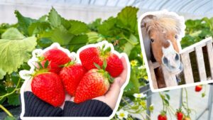 【3歳以下無料】ポニーの餌やり体験付いちご狩り！